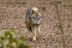 Predator In Nature Imprime: A wolf paces attentively along a forest path