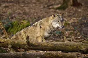 Predator Animal Nature Imprime: A wolf resting on tree trunks in the forest