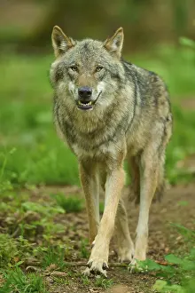 Canis Lupus Species Imprime: A wolf with shown teeth in the forest