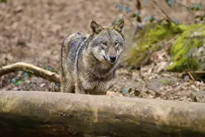 Gray Wolf In Forest Imprime: Wolf behind a tree trunk in the forest