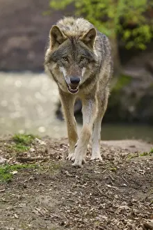 Predator Animal Nature Imprime: Wolf walking directly towards the camera