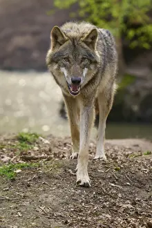 Canis Lupus Images Imprime: Wolf walks purposefully towards the camera