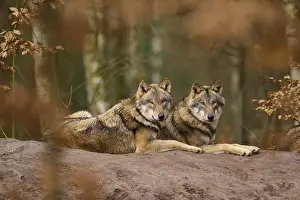 Wolves In Forest Imprime: Two wolves lying next to each other in the forest