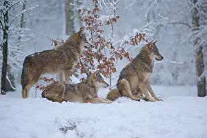 Predator In Nature Imprime: Three wolves in the wintry forest