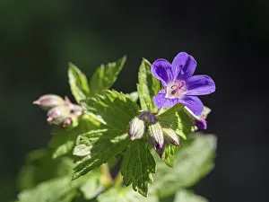 Geranium Sylvaticum Imprime: Wood cranesbill (Geranium sylvaticum)