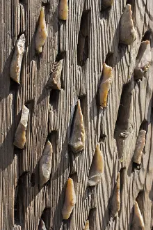Full Frame Wooden Texture Imprime: Wooden background with a certain texture pattern