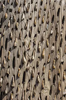Full Frame Wood Texture Imprime: Wooden background with a certain texture pattern