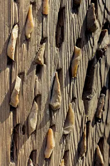 Wooden Background Image Imprime: Wooden background with a certain texture pattern
