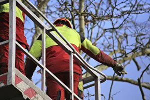 Tree Pruning Imprime: Workers on the work platform pruning or maintaining trees