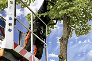 Tree Pruning Imprime: Workers on the work platform pruning or maintaining trees
