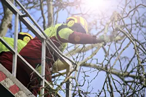 Tree Pruning Imprime: Workers on the work platform pruning or maintaining trees