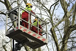 Deciduous Tree Care Imprime: Workers on the work platform pruning or maintaining trees