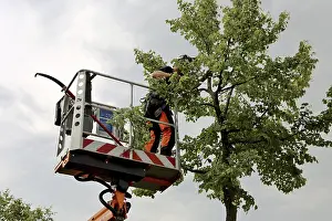 Deciduous Tree Care Imprime: Workers on the work platform pruning or maintaining trees