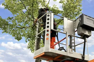 Deciduous Tree Care Imprime: Workers on the work platform pruning or maintaining trees