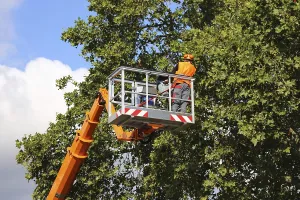 Tree Pruning Imprime: Workers on the work platform pruning or maintaining trees