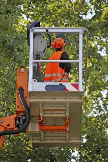 Tree Pruning Imprime: Workers on the work platform pruning or maintaining trees
