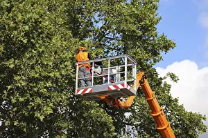 Tree Pruning Imprime: Workers on the work platform pruning or maintaining trees