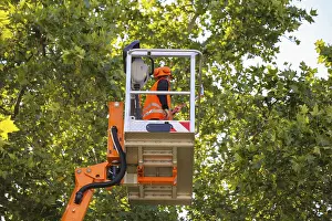 Tree Pruning Imprime: Workers on the work platform pruning or maintaining trees