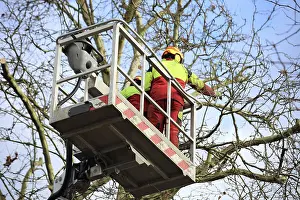 Tree Pruning Imprime: Workers on the work platform pruning or maintaining trees