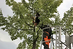 Deciduous Tree Care Imprime: Workers on the work platform pruning or maintaining trees