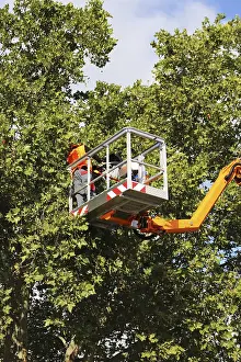Tree Pruning Imprime: Workers on the work platform pruning or maintaining trees