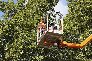 Tree Pruning Imprime: Workers on the work platform pruning or maintaining trees