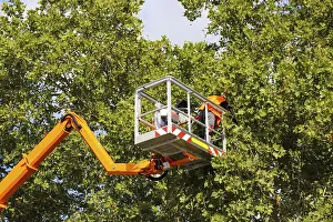 Deciduous Tree Care Imprime: Workers on the work platform pruning or maintaining trees