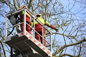 Tree Pruning Imprime: Workers on the work platform pruning or maintaining trees