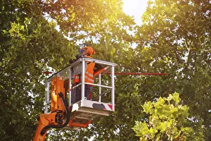 Deciduous Tree Care Imprime: Workers on the work platform pruning or maintaining trees