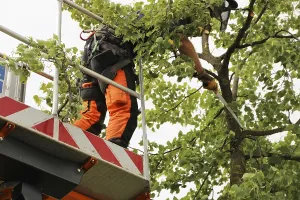Tree Pruning Imprime: Workers on the work platform pruning or maintaining trees
