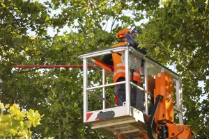 Tree Pruning Imprime: Workers on the work platform pruning or maintaining trees