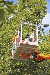 Tree Pruning Imprime: Workers on the work platform pruning or maintaining trees
