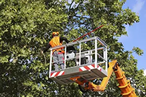 Tree Pruning Imprime: Workers on the work platform pruning or maintaining trees