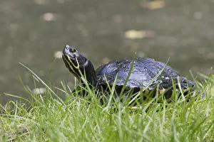 Central Europe Snakes Imprime: Yellow-bellied slider (Trachemys scripta scripta)