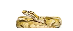 Exotic Reptile Photography Imprime: Yellow and brown or Firefly ball python regius snake
