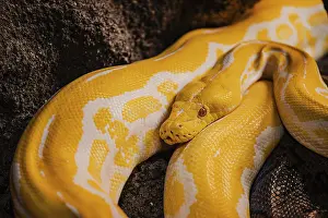 Impresiones de Una serpiente amarilla en Croco Park en Agadir, Marruecos. Animales salvajes. Reptil peligroso. Vida silvestre en África. Depredador natural. Carnívoro peligroso. Atracciones turísticas Agadir Imprime: Pitón amarillo en Croco Park de Agadir.