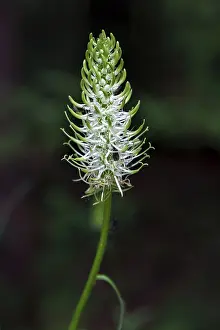 Allgau Nature Scene Imprime: Yesterday's devil's claw