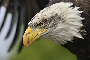 Águila De Cola Blanca Imprime: Águila calva joven