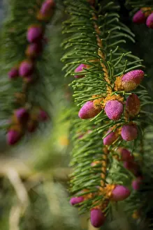 Spring Forest Scenery Imprime: Young cones on a tree in springtime in the forest