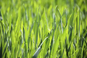 Basic Food Source Image Imprime: Young corn in spring, background, texture