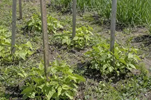 Vegetable Garden Imprime: Young runner bean plants in a vegetable patch