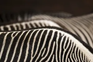 No People Animals Imprime: Zebra