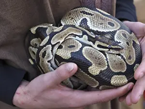 Impresiones de Guardián del zoológico sosteniendo una boa constrictora de patrón hermoso, mostrando la textura única de escamas del reptil Pitón Bola Imprime: Guardián de animales sosteniendo una boa constrictora con un hermoso patrón.