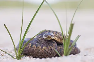 Adder Snake Imprime: Adder, Vipera berus