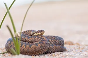 Vipera Berus Species Imprime: Adder, Vipera berus