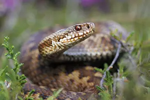 Adder Snake Imprime: Adder, Vipera berus