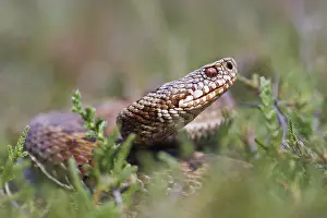 Vipera Berus Habitat Imprime: Adder, Vipera berus