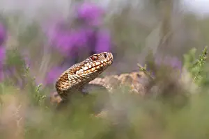 Adder Snake Imprime: Adder, Vipera berus