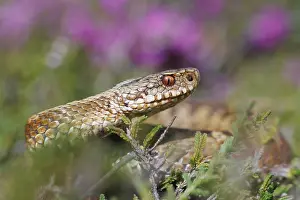 Vipera Berus Images Imprime: Adder, Vipera berus