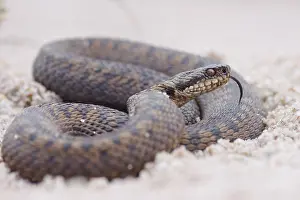 Adder Snake Imprime: Adder, Vipera berus